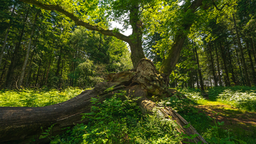 The King of Limbs Tree (Credit: Lee Cooper)