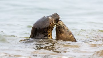 Hopscotch and Skittles nuzzle each other after making their way into the water