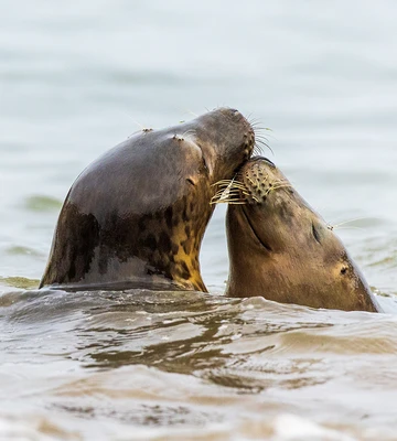 Hopscotch and Skittles nuzzle each other after making their way into the water