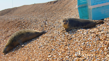 The rescued seal pups ready to return to the sea