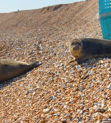 The rescued seal pups ready to return to the sea
