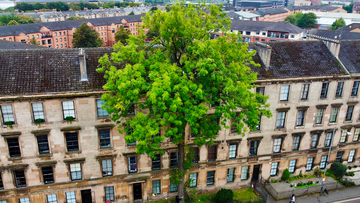 The Only Tree on Argyle Street (Credit: Douglas Crawford)