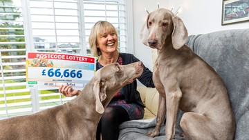LOYAL COMPANIONS: Aileen celebrates with her two Weimaraner rescues